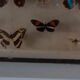 Papillons encadrés