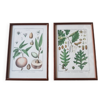 Framed botanical boards oak and apricot trees