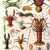 Poster on crustaceans, after a 1928 lithograph
