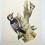 Old bird illustration. 1965 - Pic Epeichette - Natural zoological board