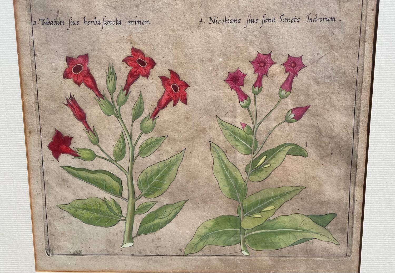 Gravure XVIIème originale sur cuivre, dessinée et gravée par Sweert