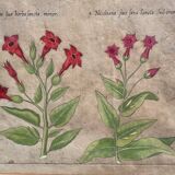 Gravure XVIIème originale sur cuivre, dessinée et gravée par Sweert