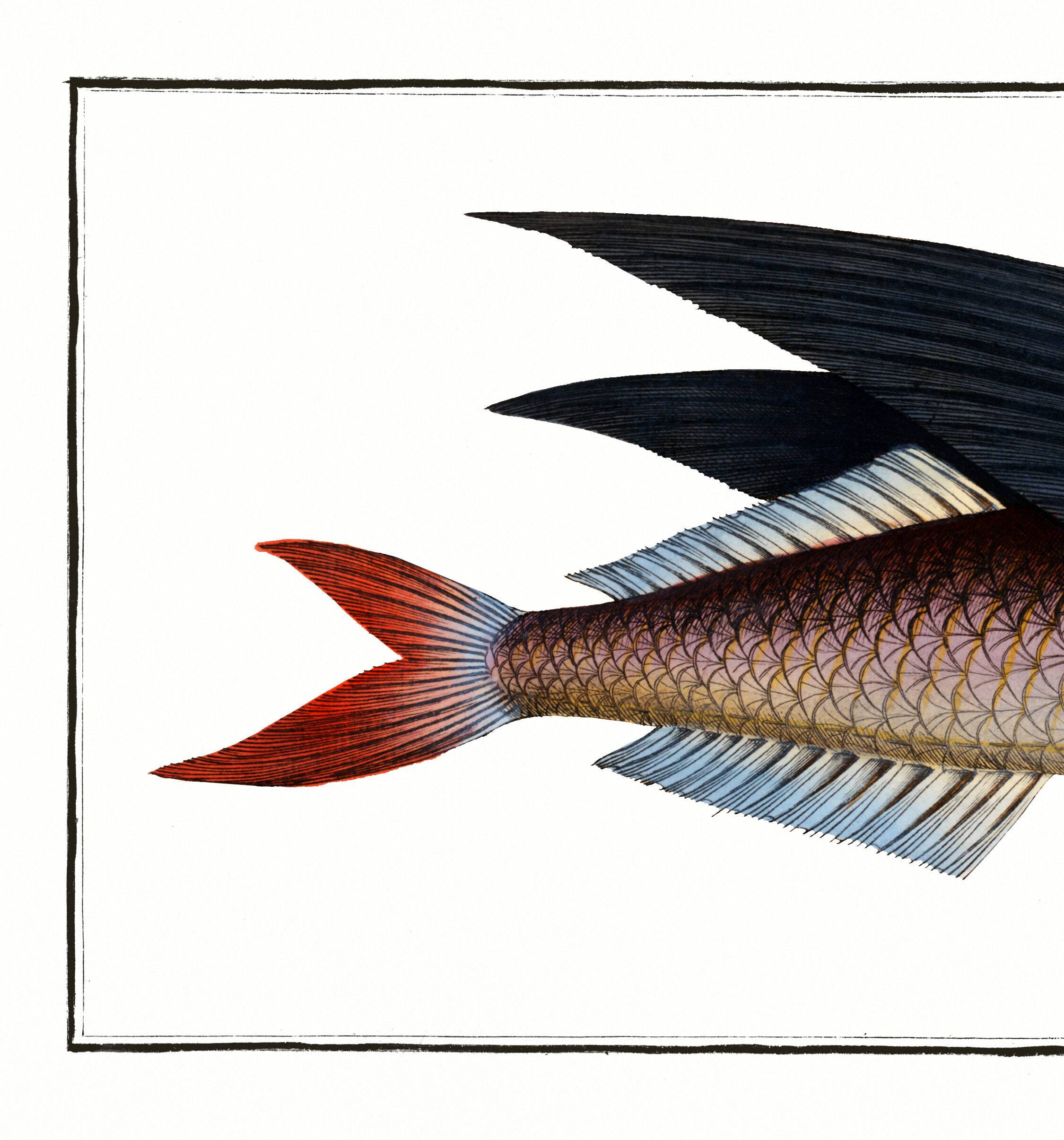 Poster about the flying fish, based on an old engraving from 1746.