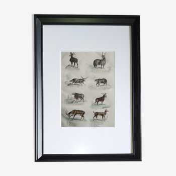 Original zoological board " mouflon, bélier, brebis,... " - buffon 1838