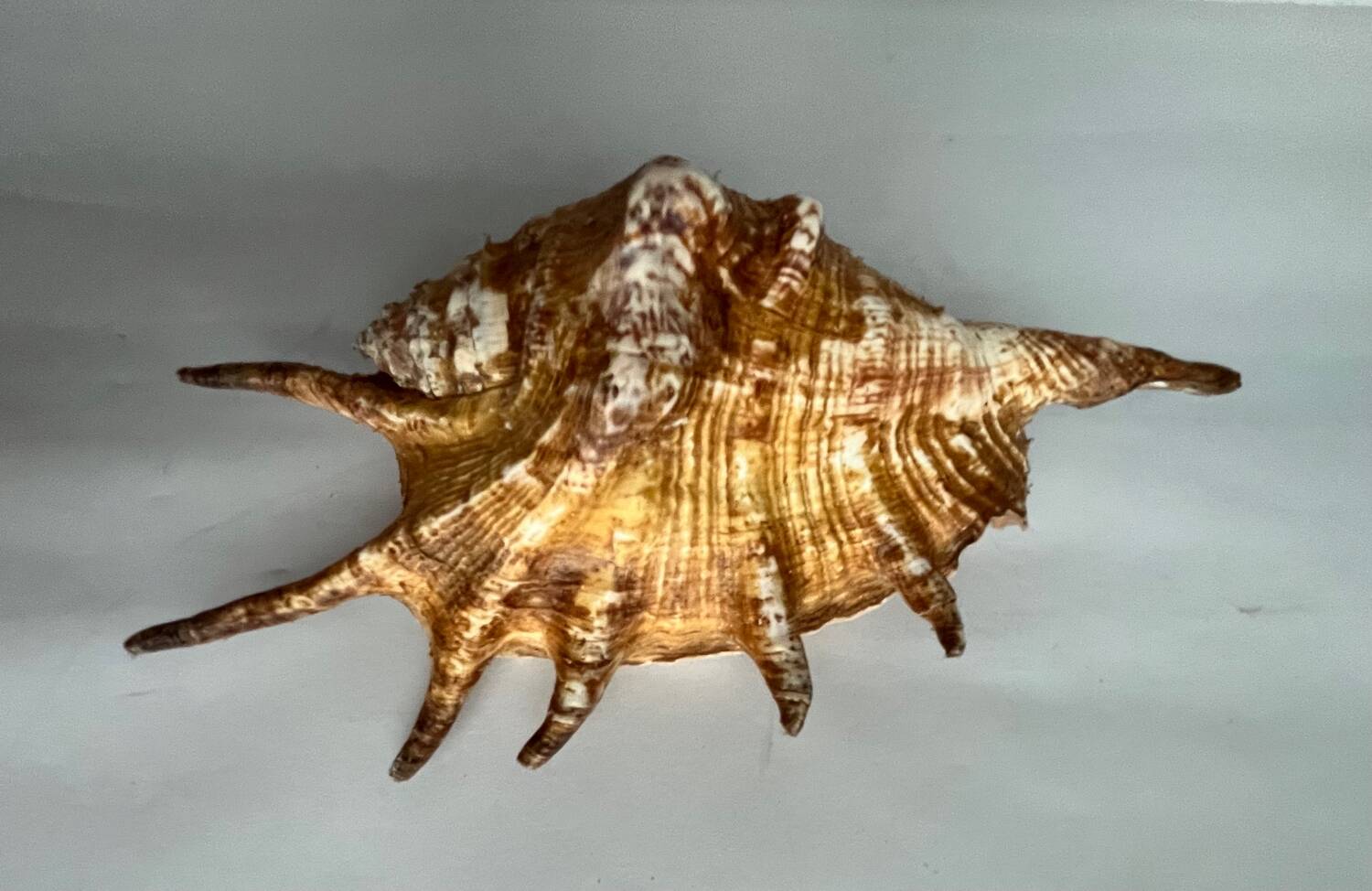 Shell paneling conch
