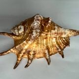 Shell paneling conch