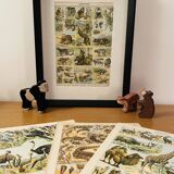 Lithograph on goats - 1920