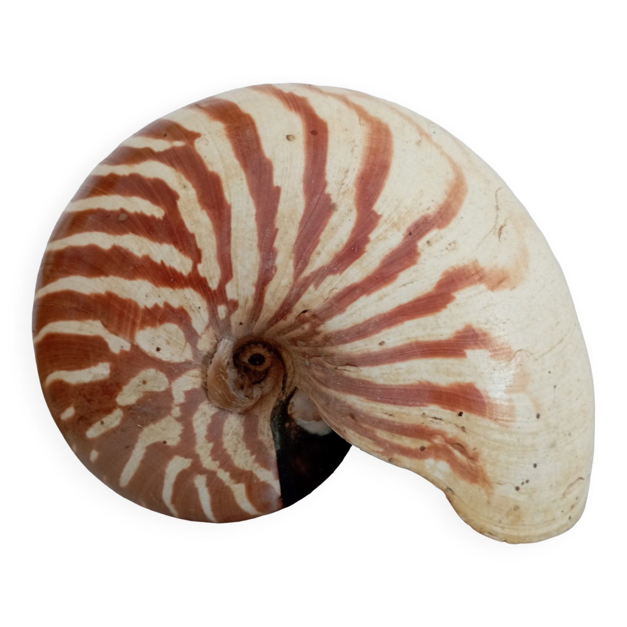 Nautilus shell