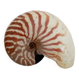 Nautilus shell