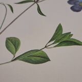 Planche botanique "Phlox reptans"