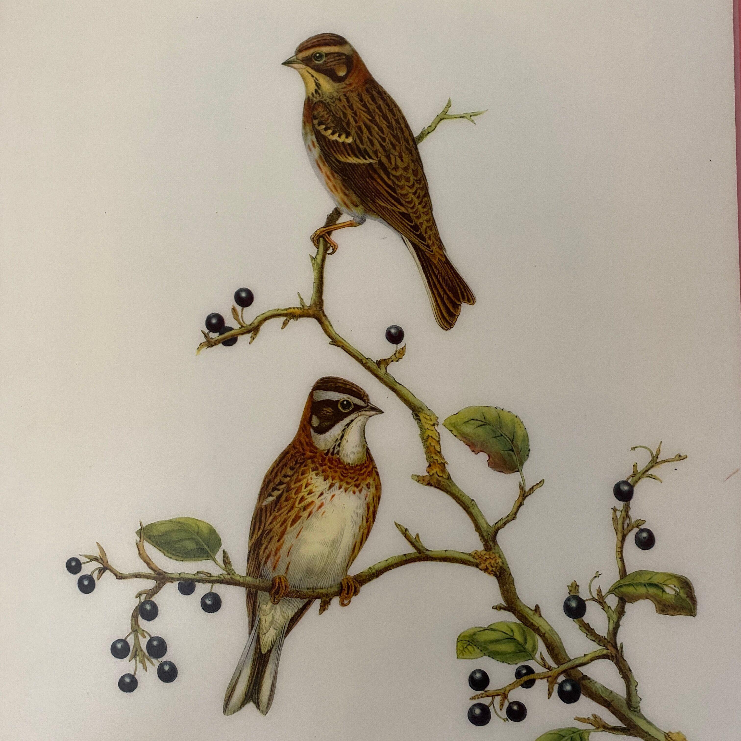 Vintage poster, birds by J Gould
