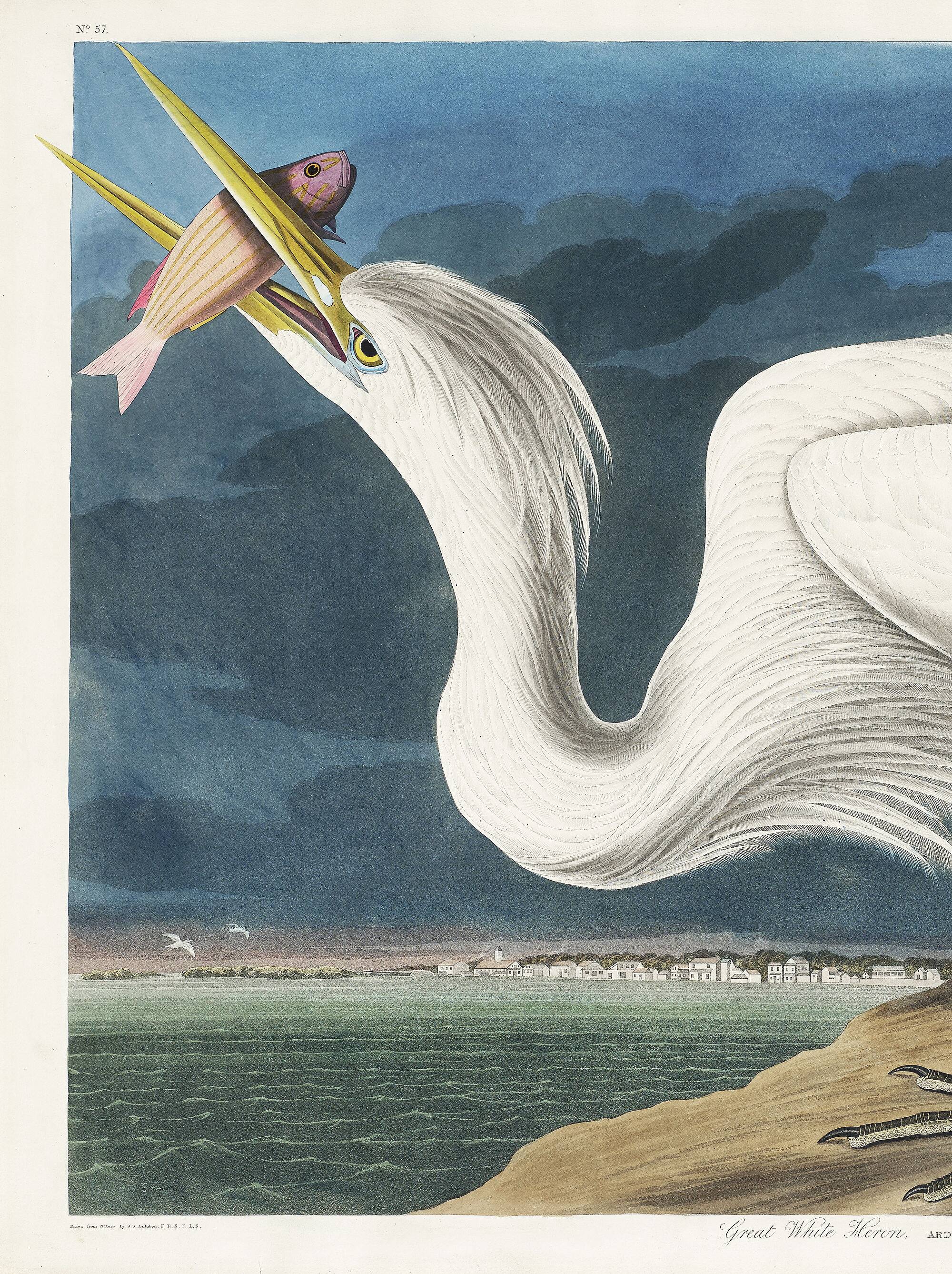 Poster about the Great Egret, based on an old engraving from 1827.