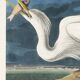 Poster about the Great Egret, based on an old engraving from 1827.