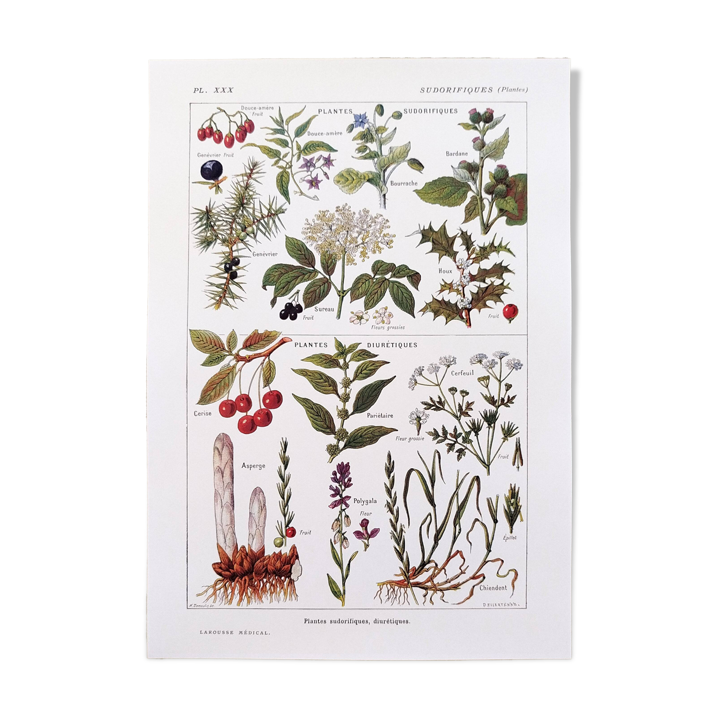 Poster on sudorific plants, based on a 1928 lithograph