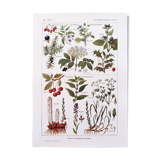 Poster on sudorific plants, based on a 1928 lithograph