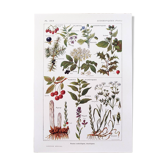 Poster on sudorific plants, based on a 1928 lithograph