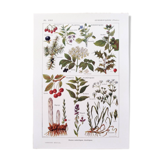 Poster on sudorific plants, based on a 1928 lithograph