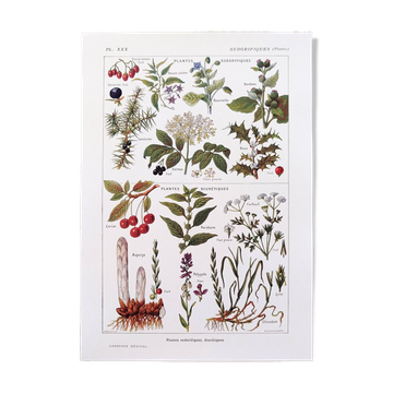 Affiche sur les plantes sudorifiques, d'après une lithographie de 1928