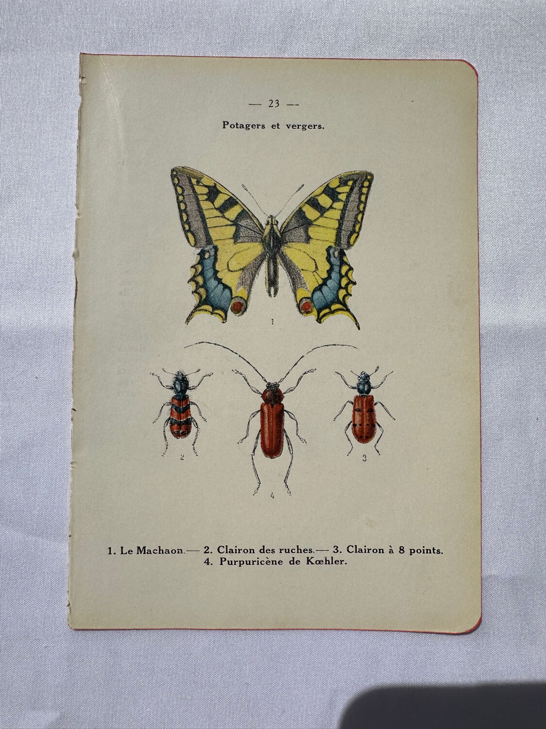 Botanical engraving butterfly double-sided naturalist plate
