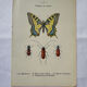 Botanical engraving butterfly double-sided naturalist plate