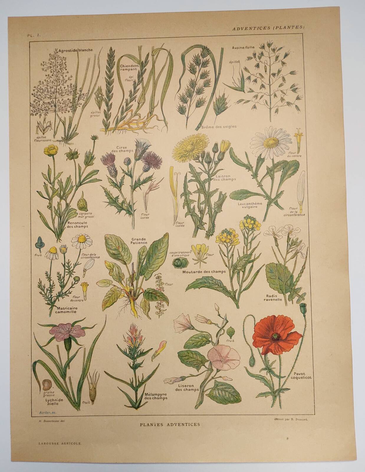 Original engraving from 1922 - "weeds" - Old botanical plate of weeds