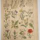 Original engraving from 1922 - "weeds" - Old botanical plate of weeds