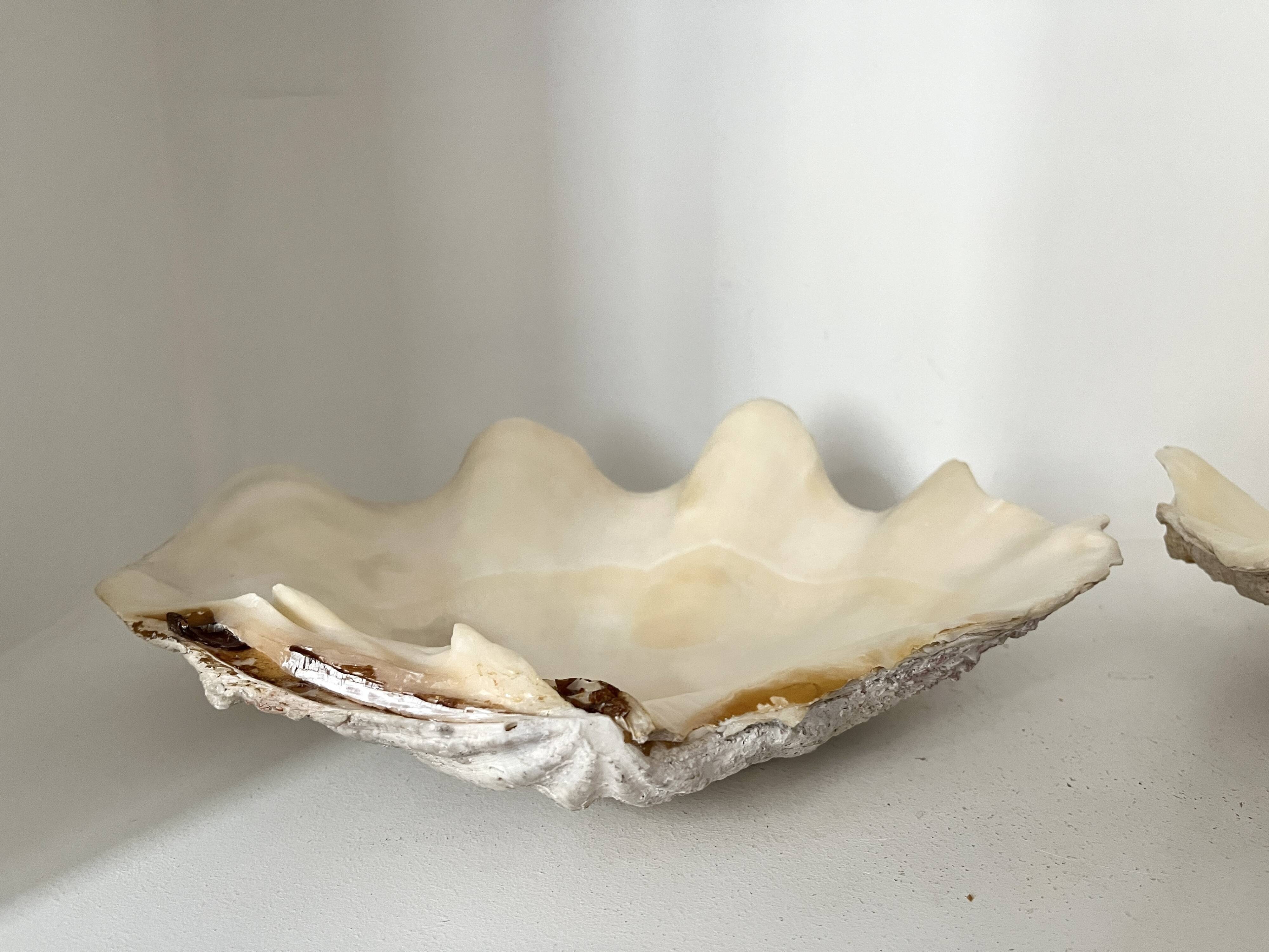 Authentic vintage giant bivalve shell, tridacna gigas shell.