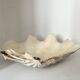Authentic vintage giant bivalve shell, tridacna gigas shell.