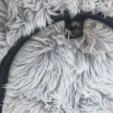 Armchair "Circle chair" by Jean Royère France 1950