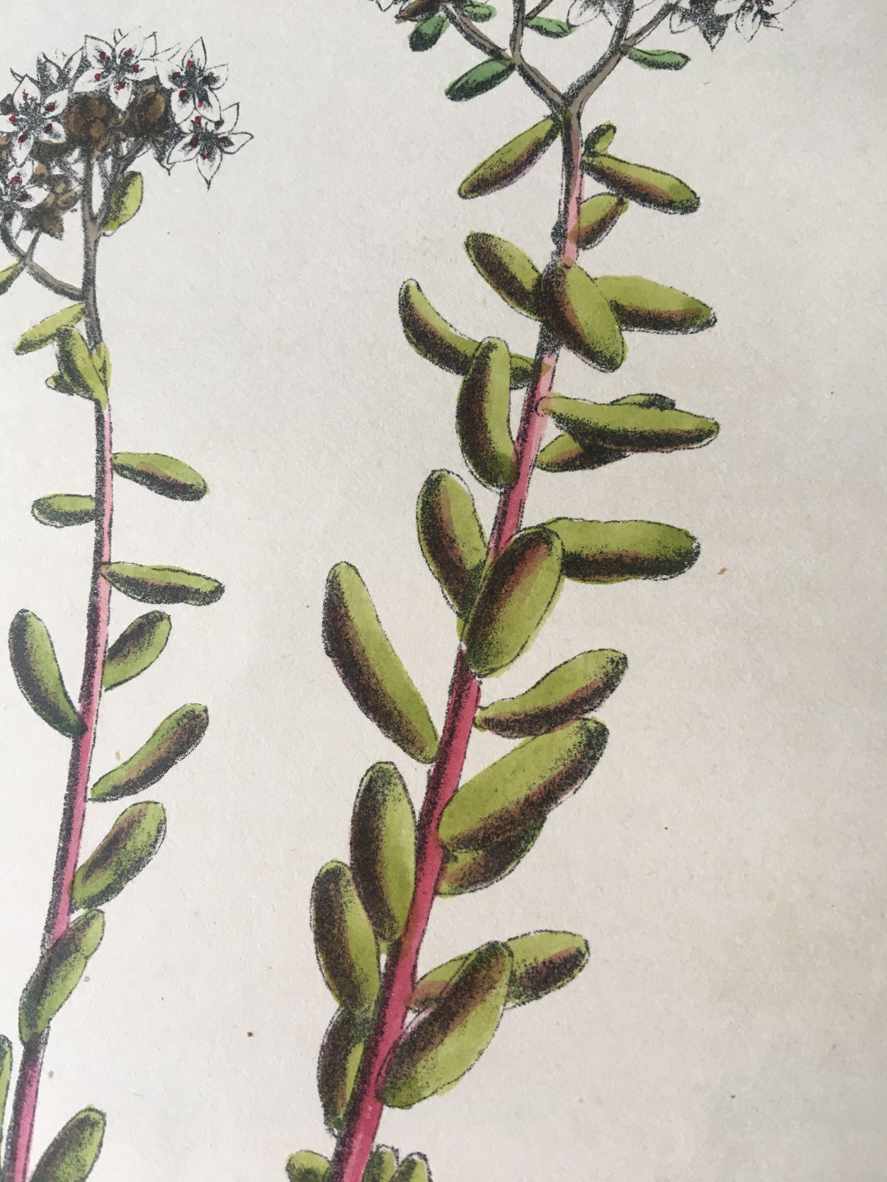 R.Hogg Botanical Boards, 1878