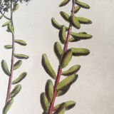 R.Hogg Botanical Boards, 1878