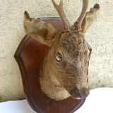Hunting trophee