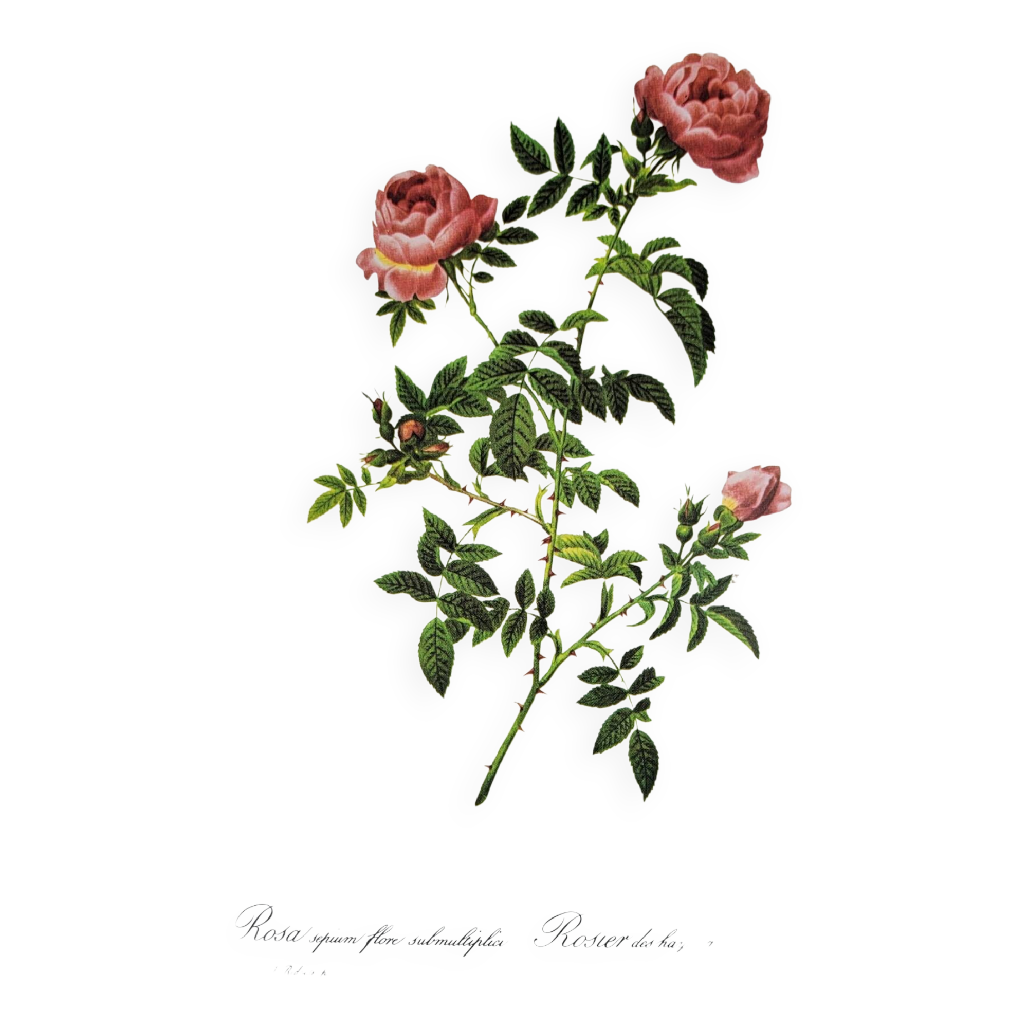 Planche botanique Rose des Hayes, P. J Redouté 1960