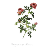 Planche botanique Rose des Hayes, P. J Redouté 1960