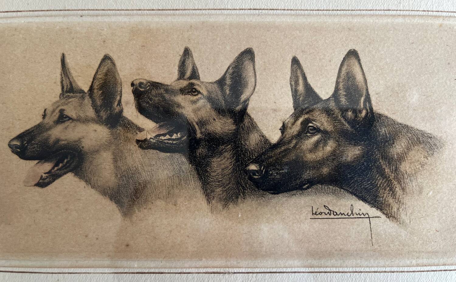 Lithograph of German Shepherds Léon Danchin
