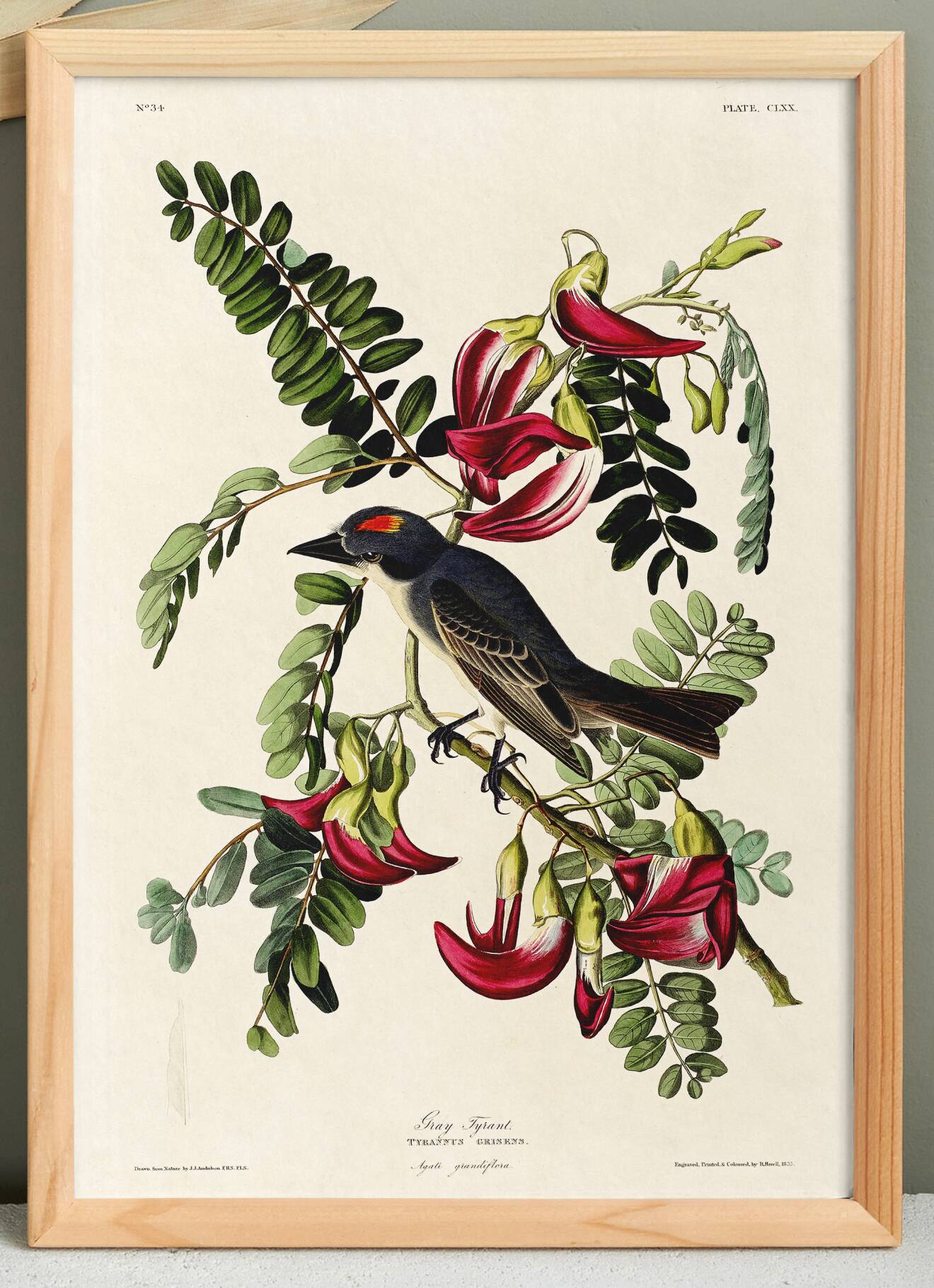 Poster about the Grey Tyrant, based on an old engraving from 1827.