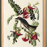 Poster about the Grey Tyrant, based on an old engraving from 1827.