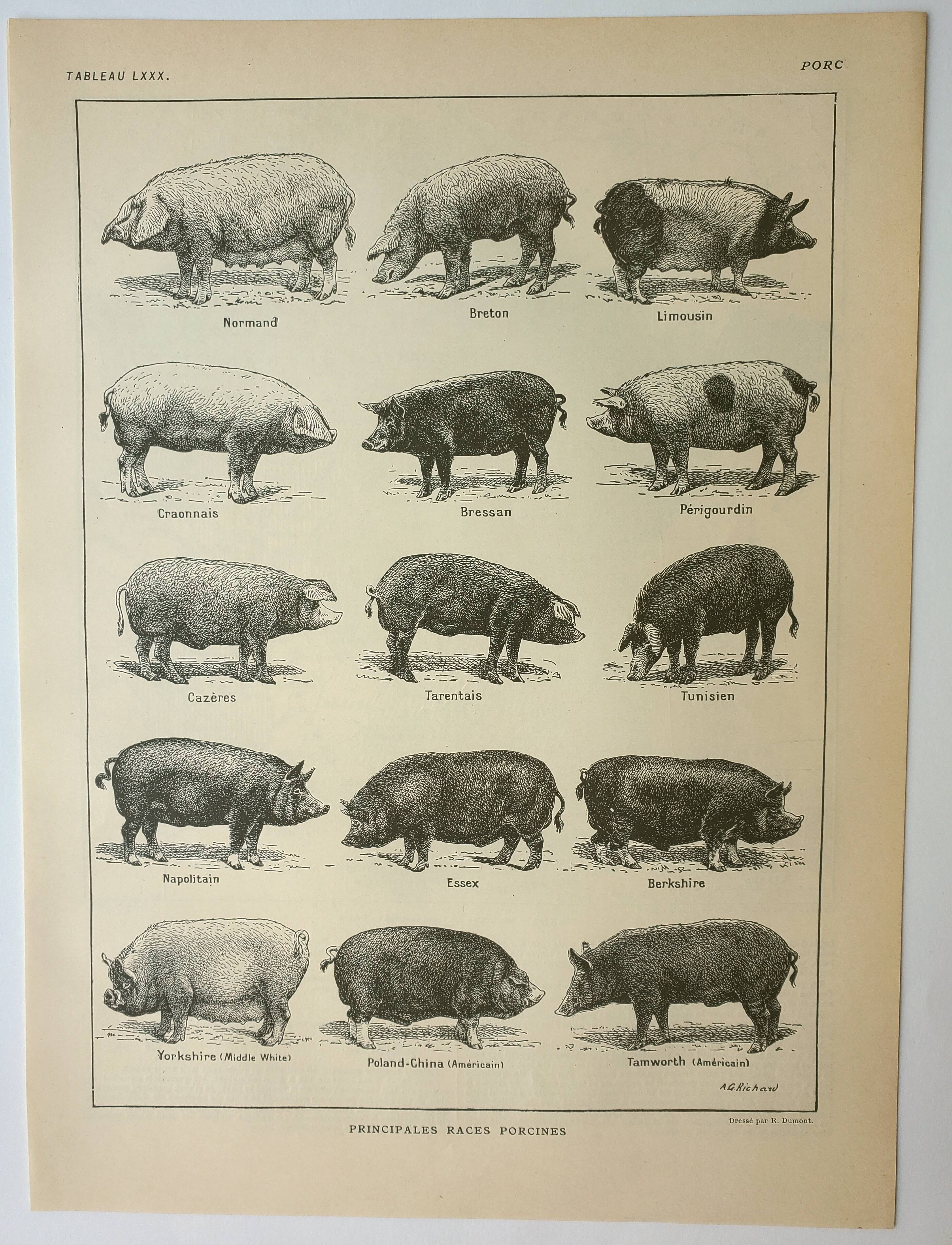 Old engraving 1922, Pig, pig, breeds, pig, butchery • Lithograph, Original plate