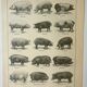 Old engraving 1922, Pig, pig, breeds, pig, butchery • Lithograph, Original plate
