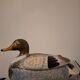 Old ceramic duck signed Caugant