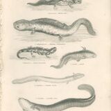 Old engraving of reptiles including salamander, marbled newt, Pl8, 1834
