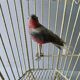Chandelier suspension in metal, cage shape, from the 60s