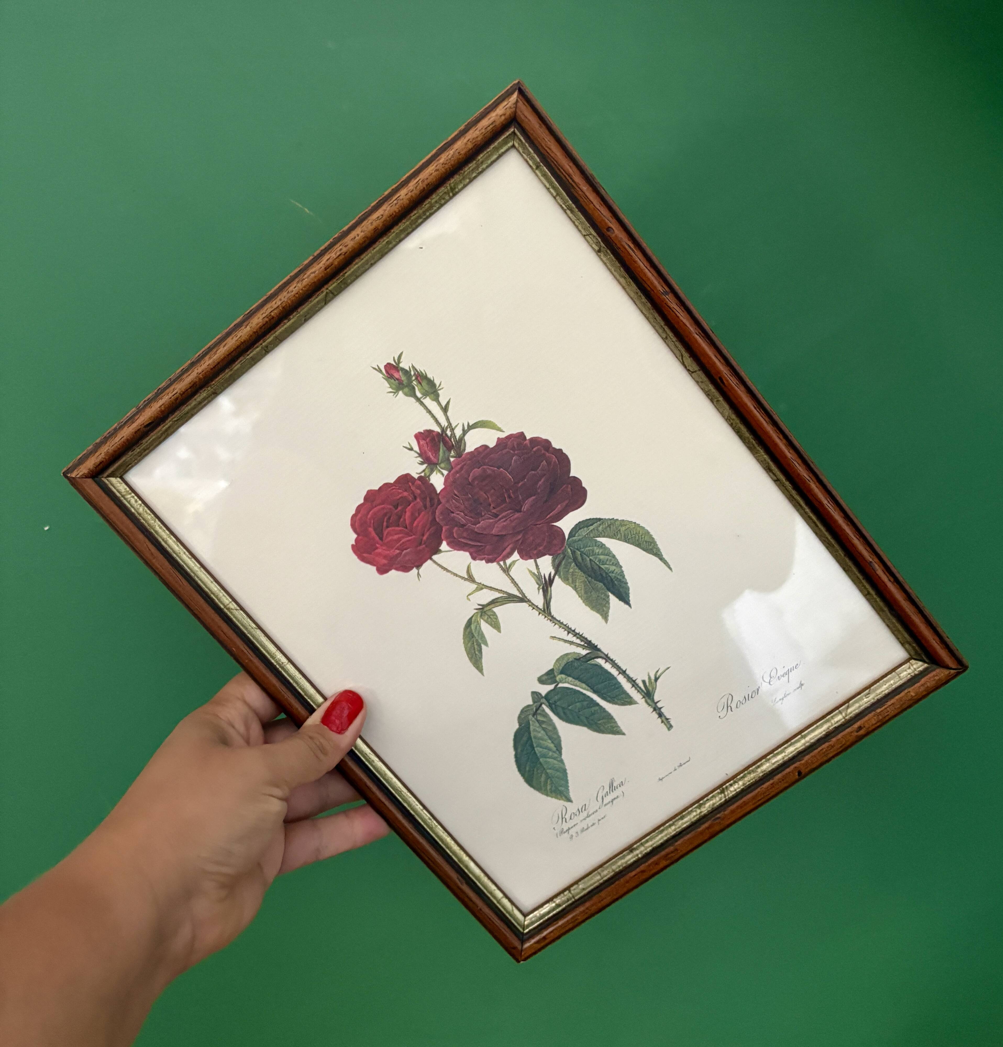 Cadre ancien rose rouge Redouté