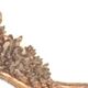 Gilded mirror, Antique mirror