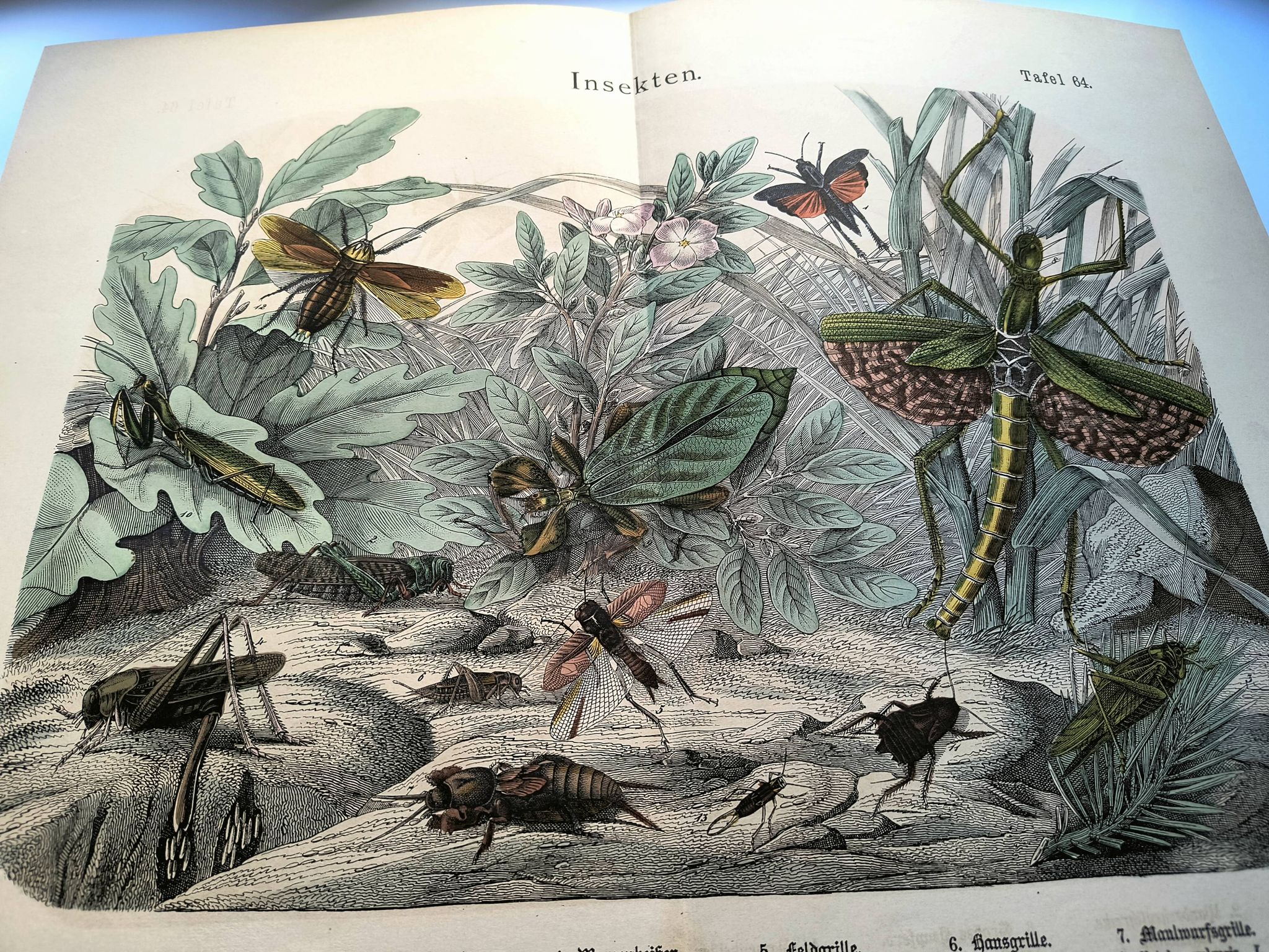 Old engraving from 1886 - Tropical insects and grasshoppers - Lithograph