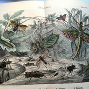 Old engraving from 1886 - Tropical insects and grasshoppers - Lithograph