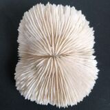 Ancient fungia coral 9x8 cm