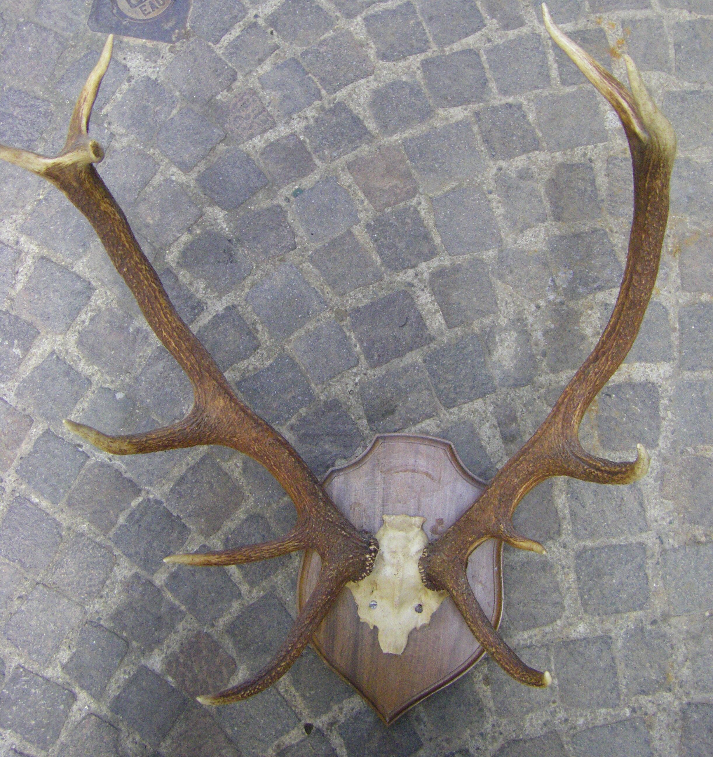 Bois de cerf