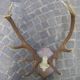 Bois de cerf
