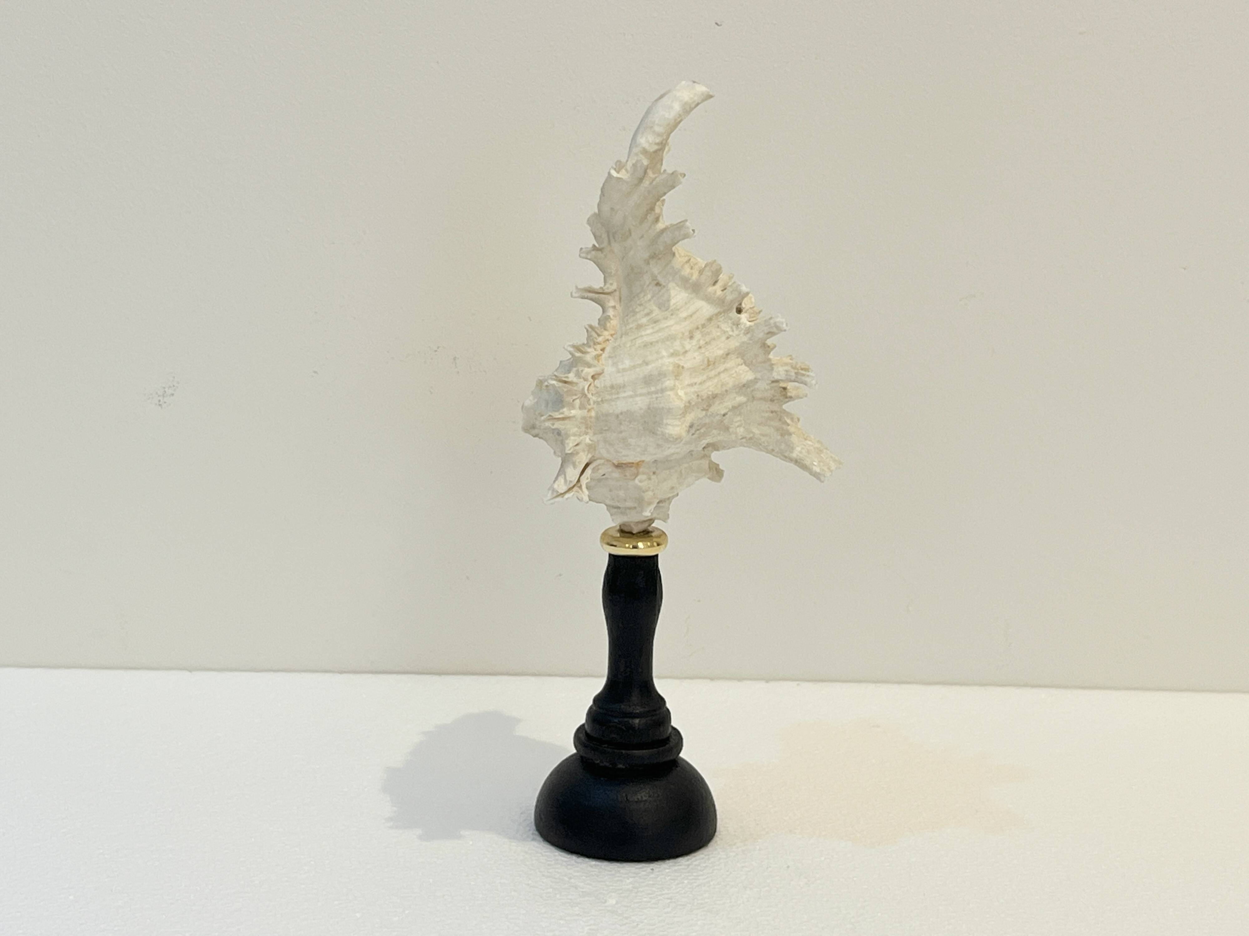 Ancien Coquillage Murex Ramosus sur socle en bois tourné Napoléon III XIXe
